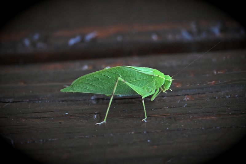 Bug - 19OCT25.JPG